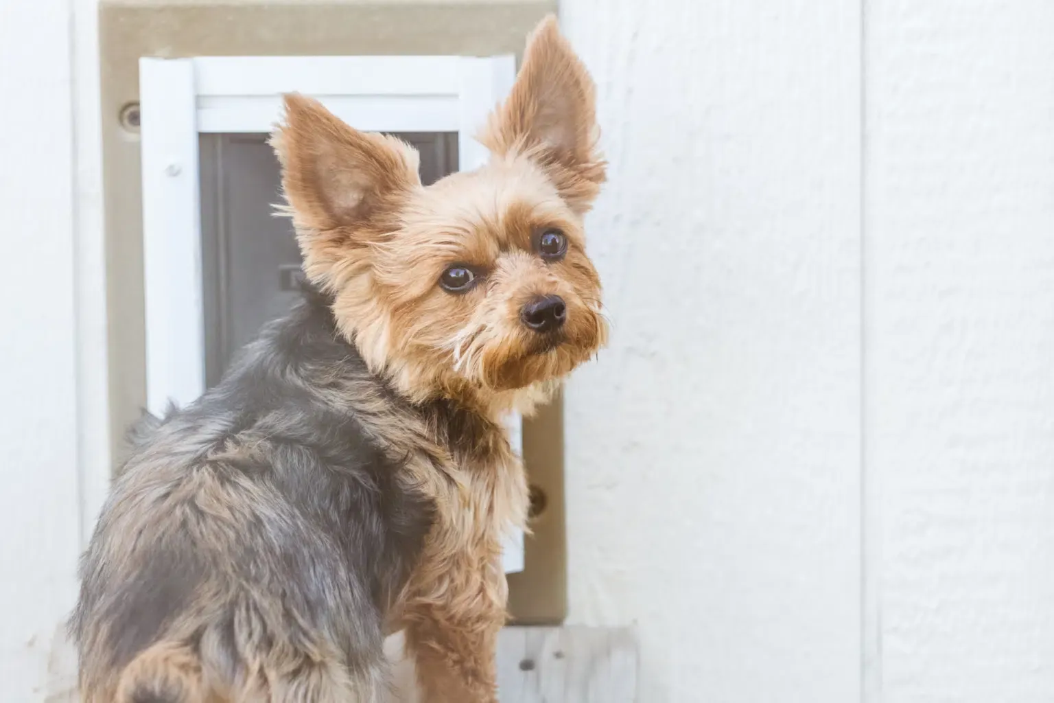 A small dog going through a doggie door